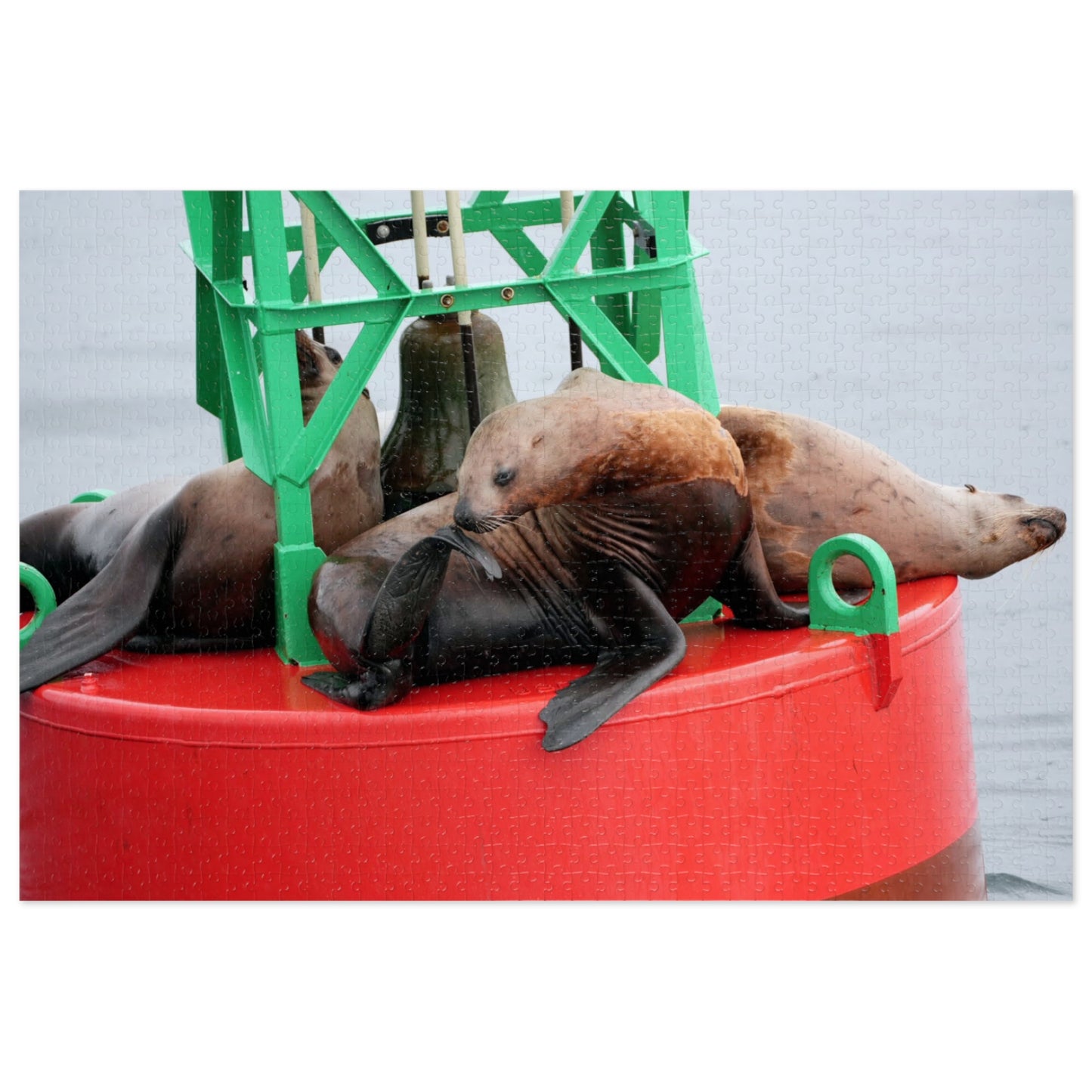 Buoy, That’s a Lot of Pieces!, Jigsaw Puzzle, Sea Lions