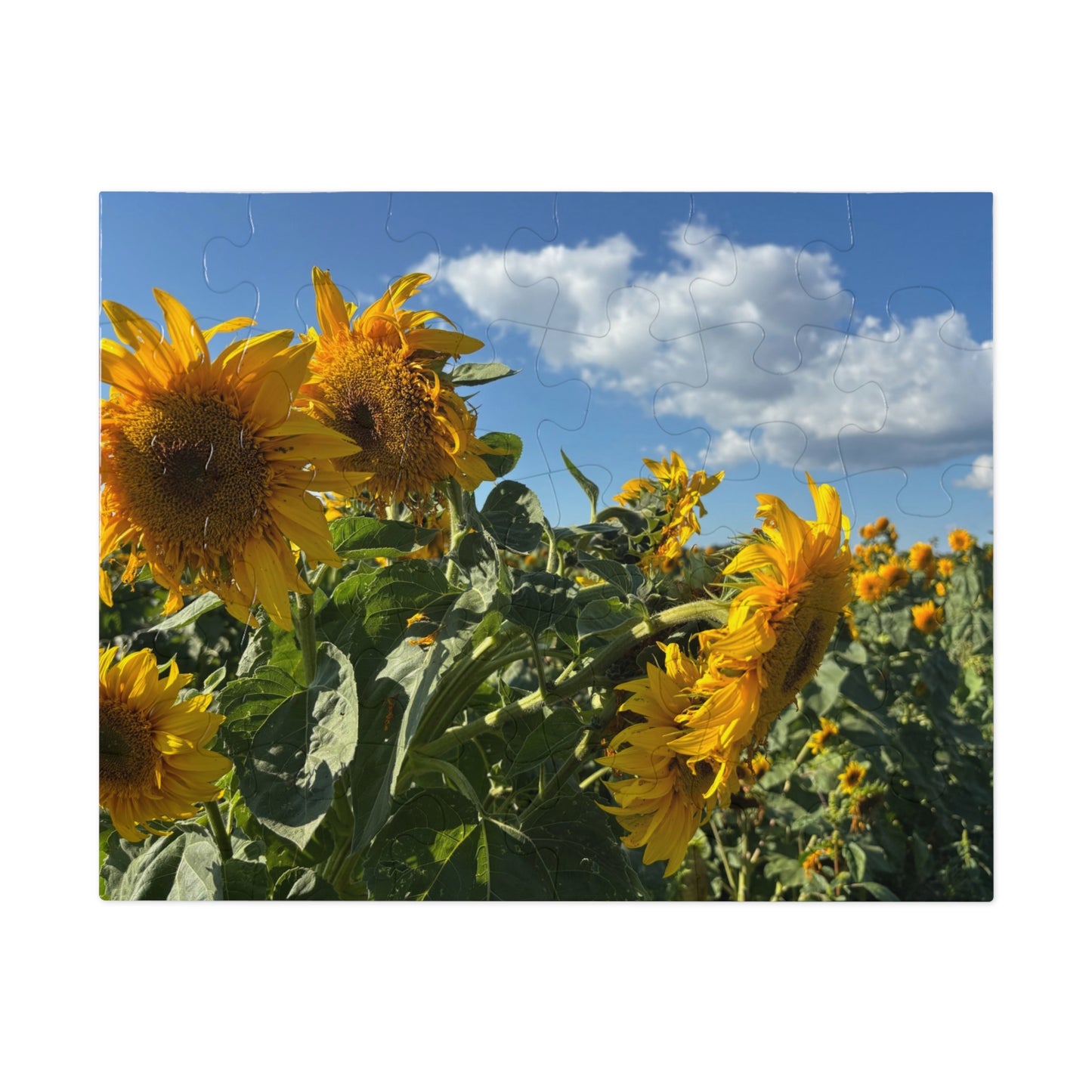 Jigsaw Puzzle: Afternoon Sunflower