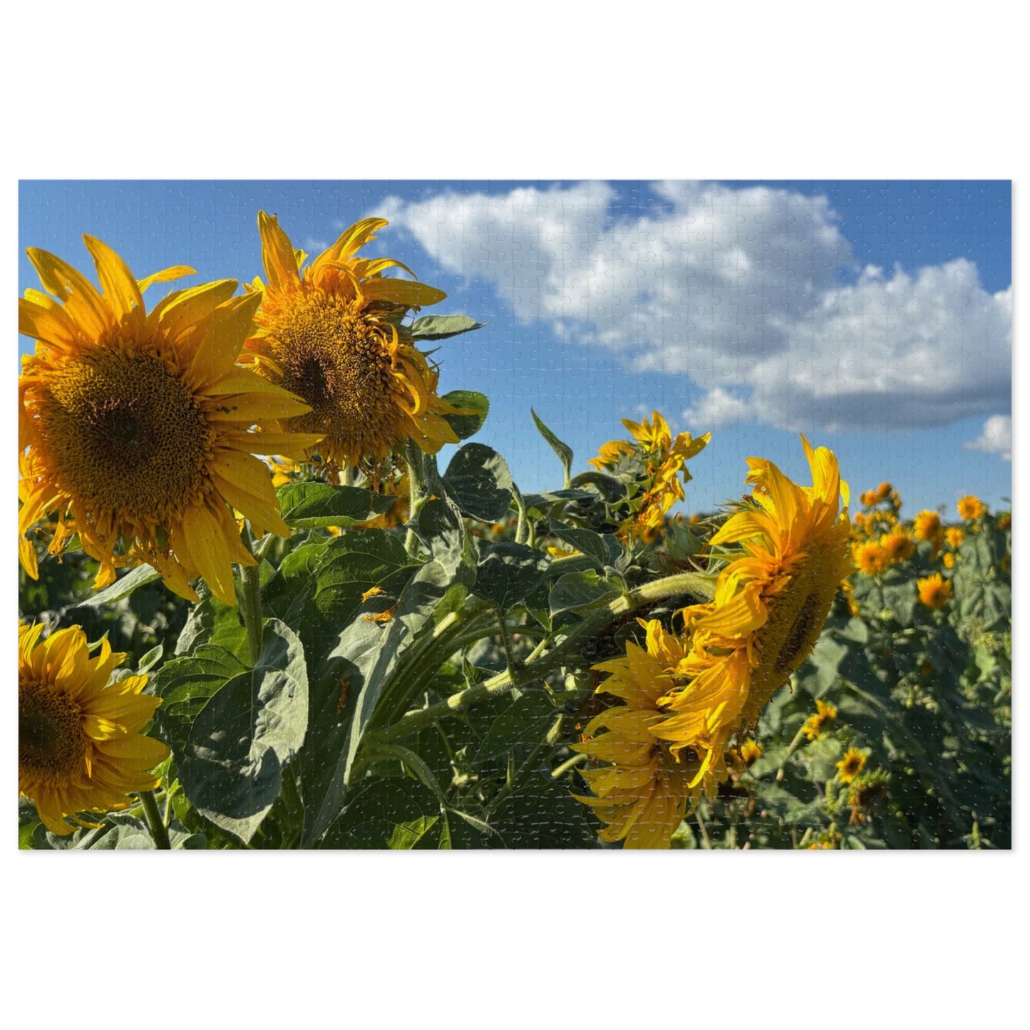Jigsaw Puzzle: Afternoon Sunflower