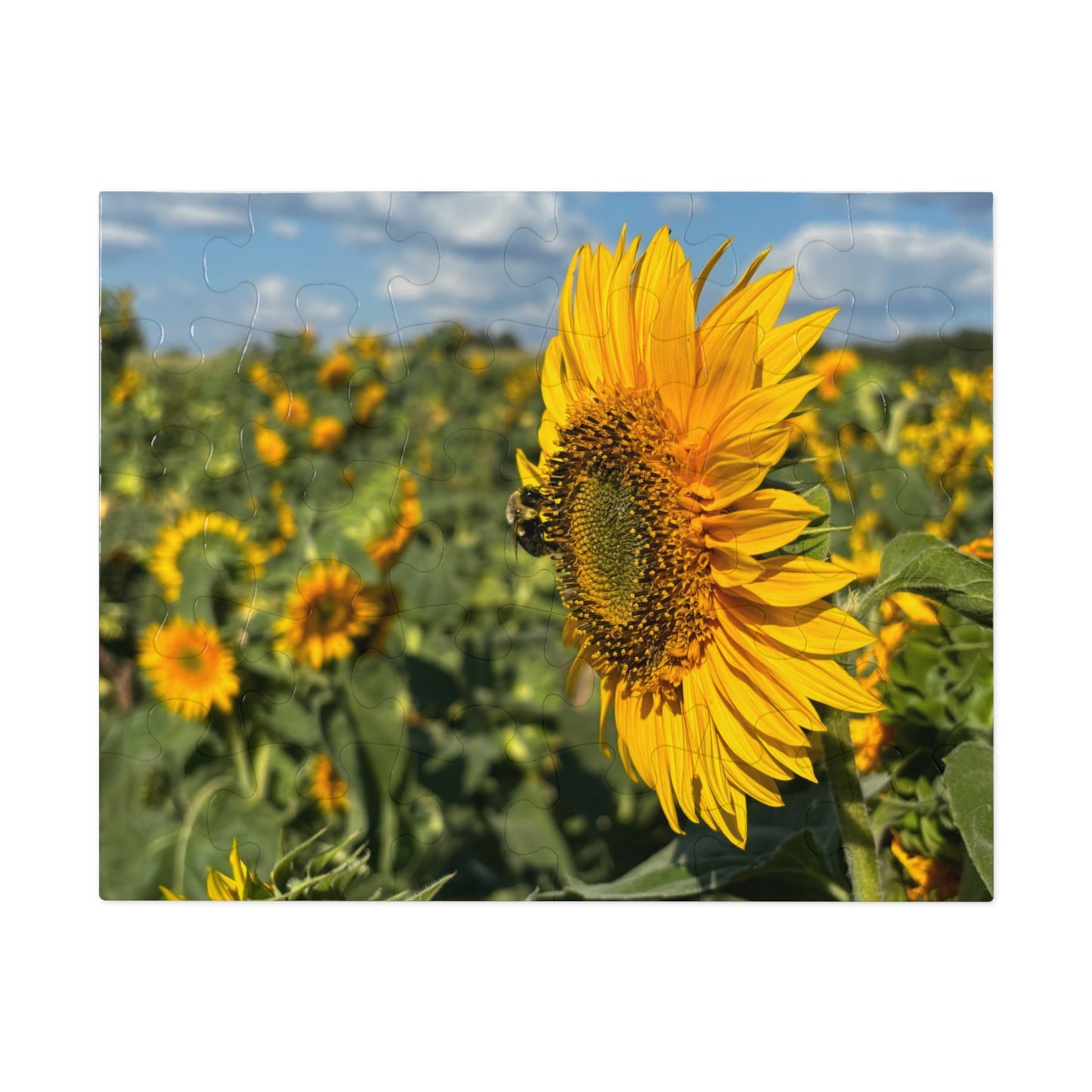 Jigsaw Puzzle - Bumble Bee on a Sunflower