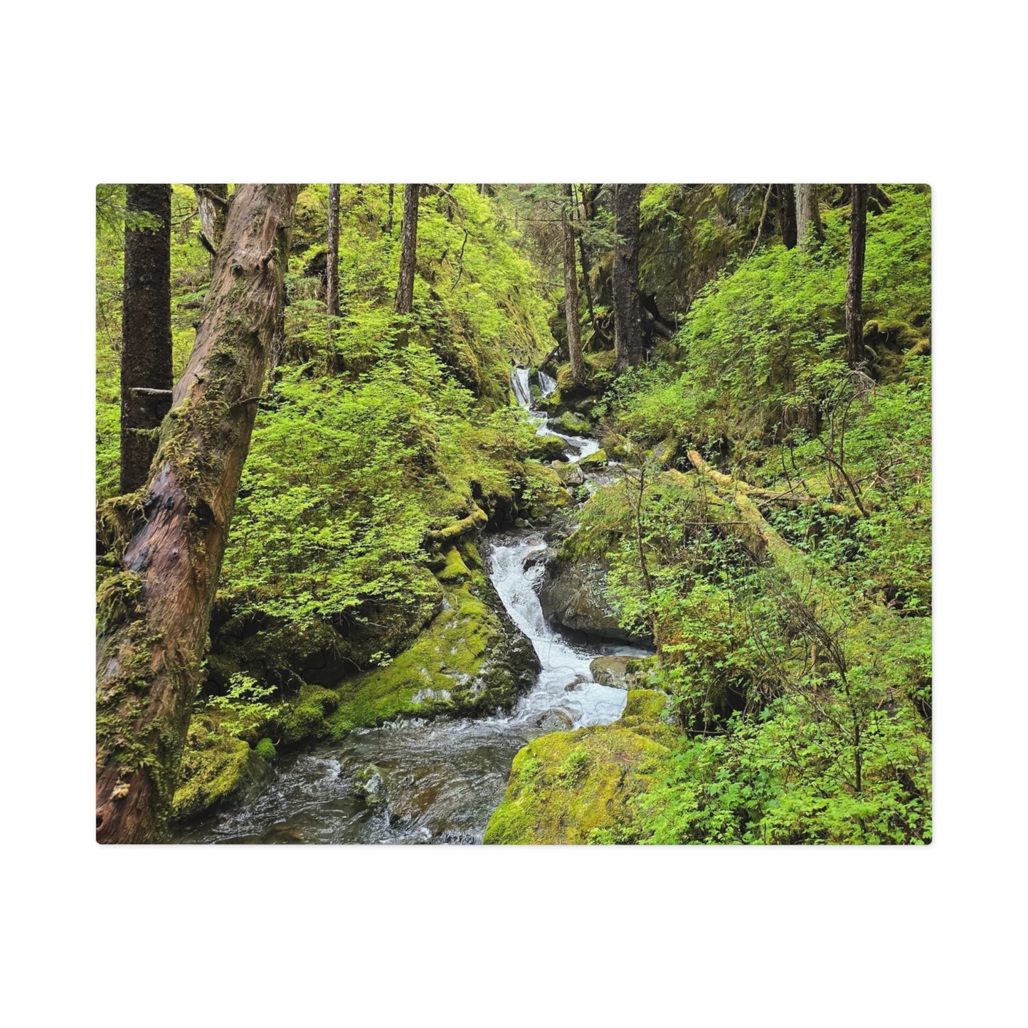 Jigsaw Puzzle - Alaskan Mountain Stream