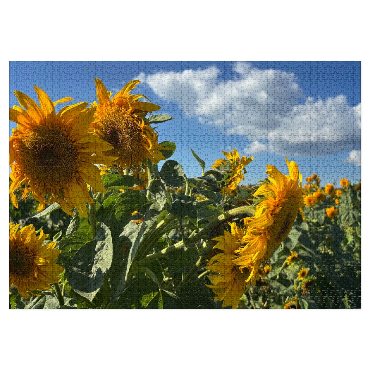 Jigsaw Puzzle: Afternoon Sunflower
