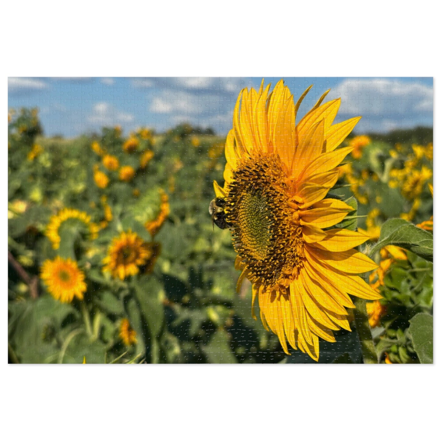 Jigsaw Puzzle - Bumble Bee on a Sunflower