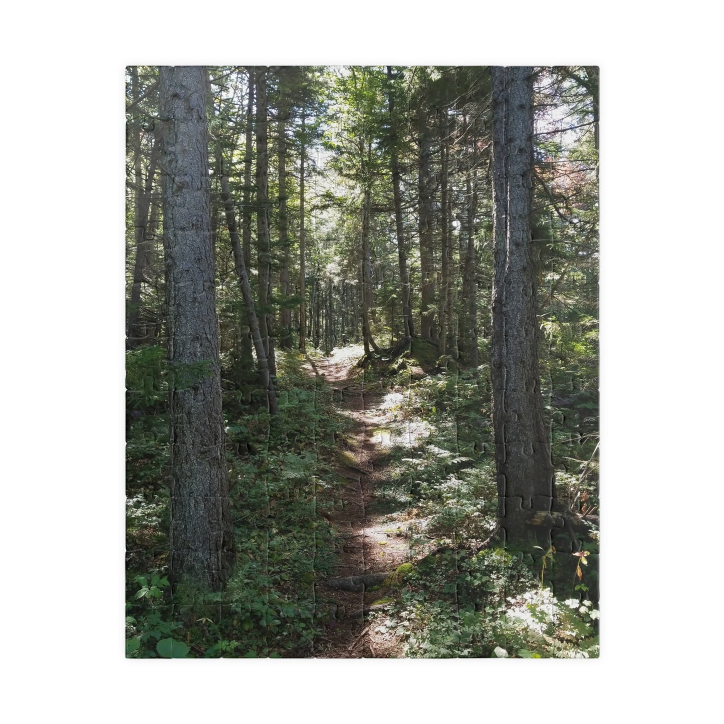 Take a Hike—Without the Mosquitoes, Jigsaw Puzzle