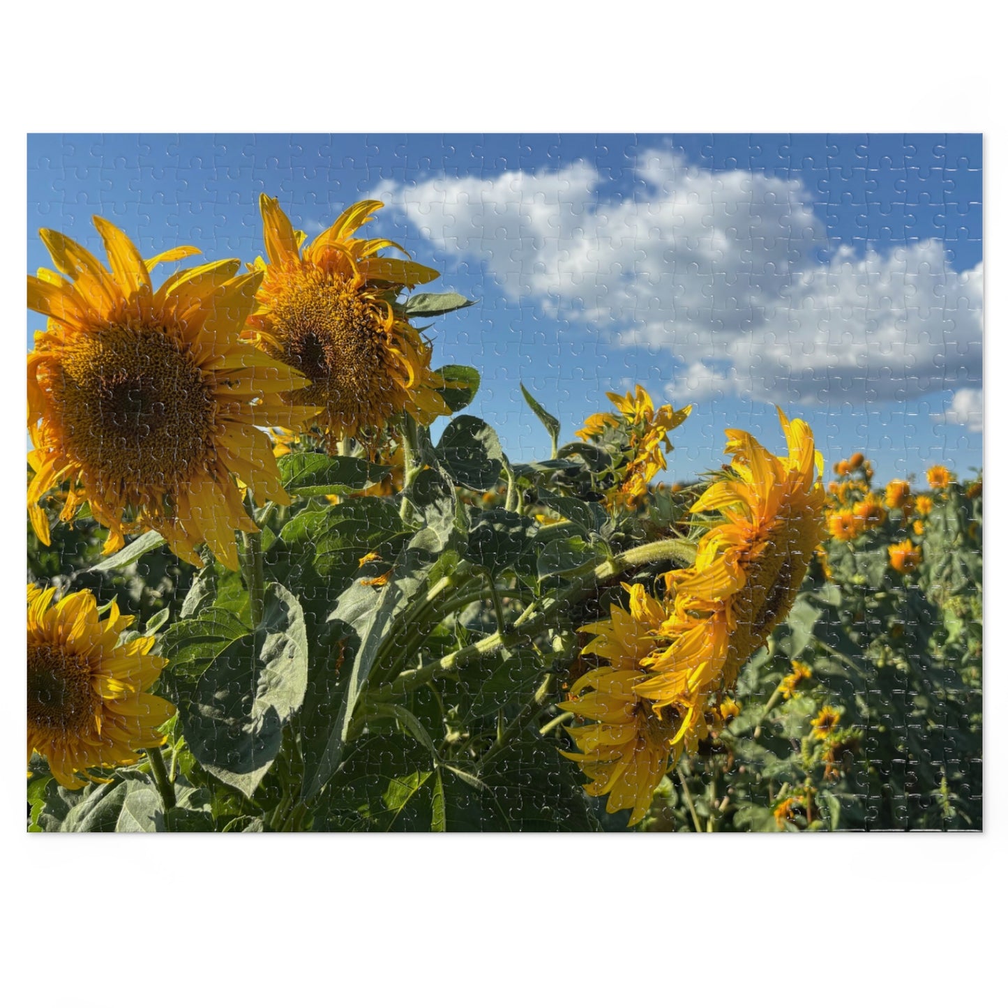 Jigsaw Puzzle: Afternoon Sunflower