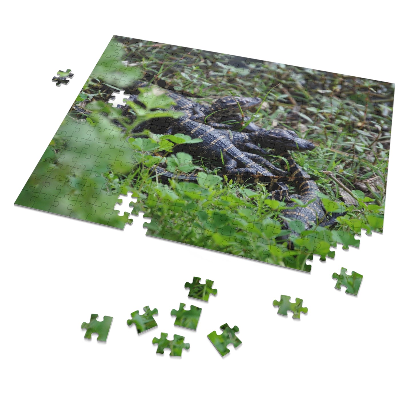 Get Snappy with Our Baby Alligator Puzzle!, Jigsaw Puzzle with Tin