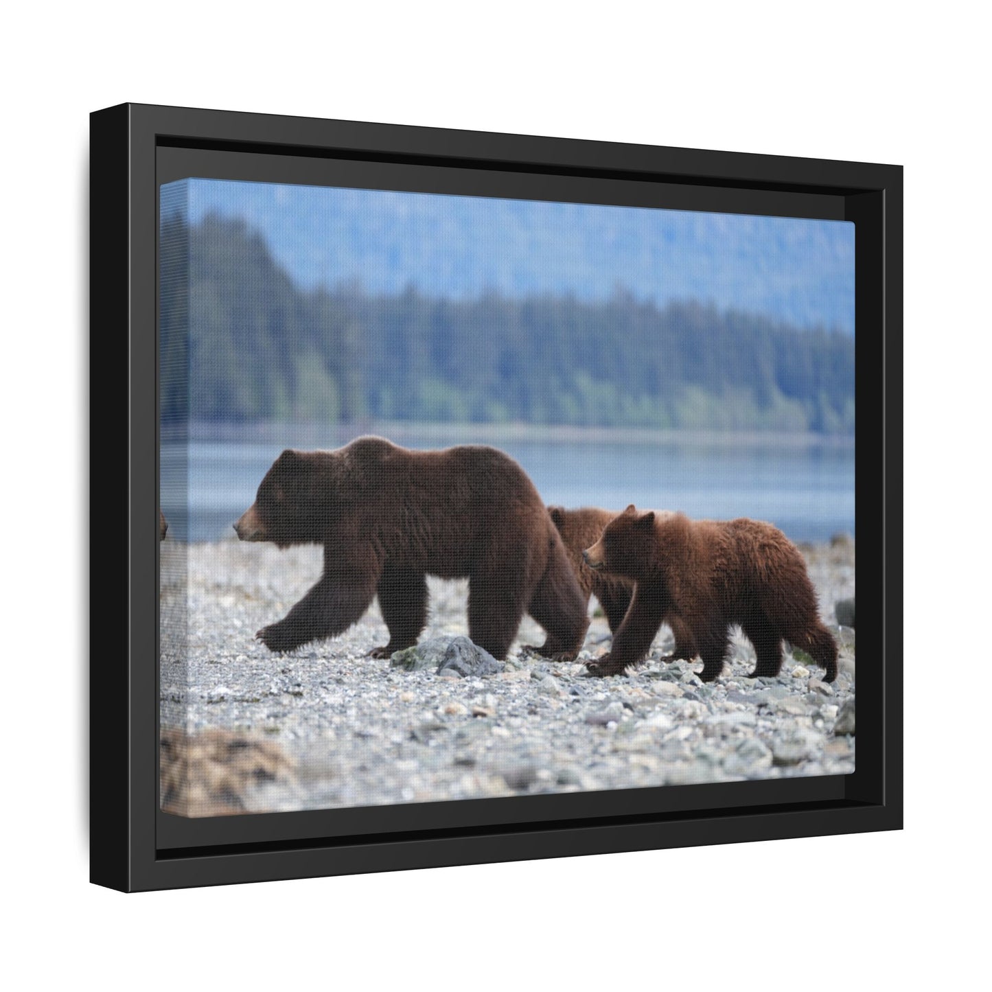 Mother Grizzly Bear & Cubs