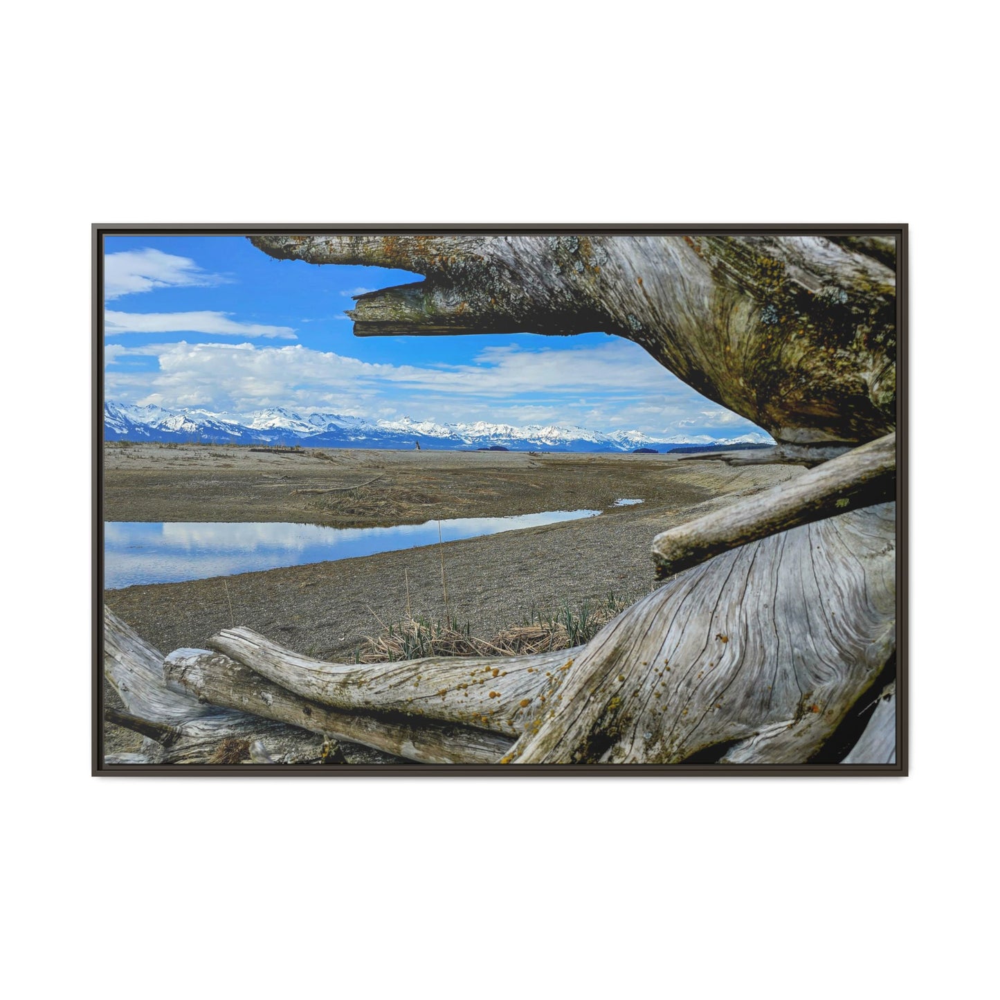Driftwood on Eagle Beach