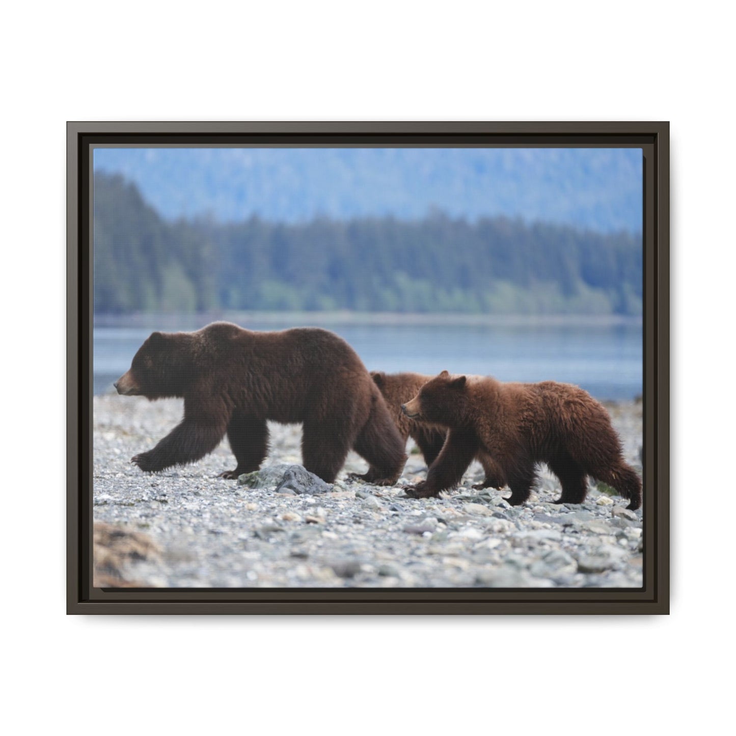 Mother Grizzly Bear & Cubs