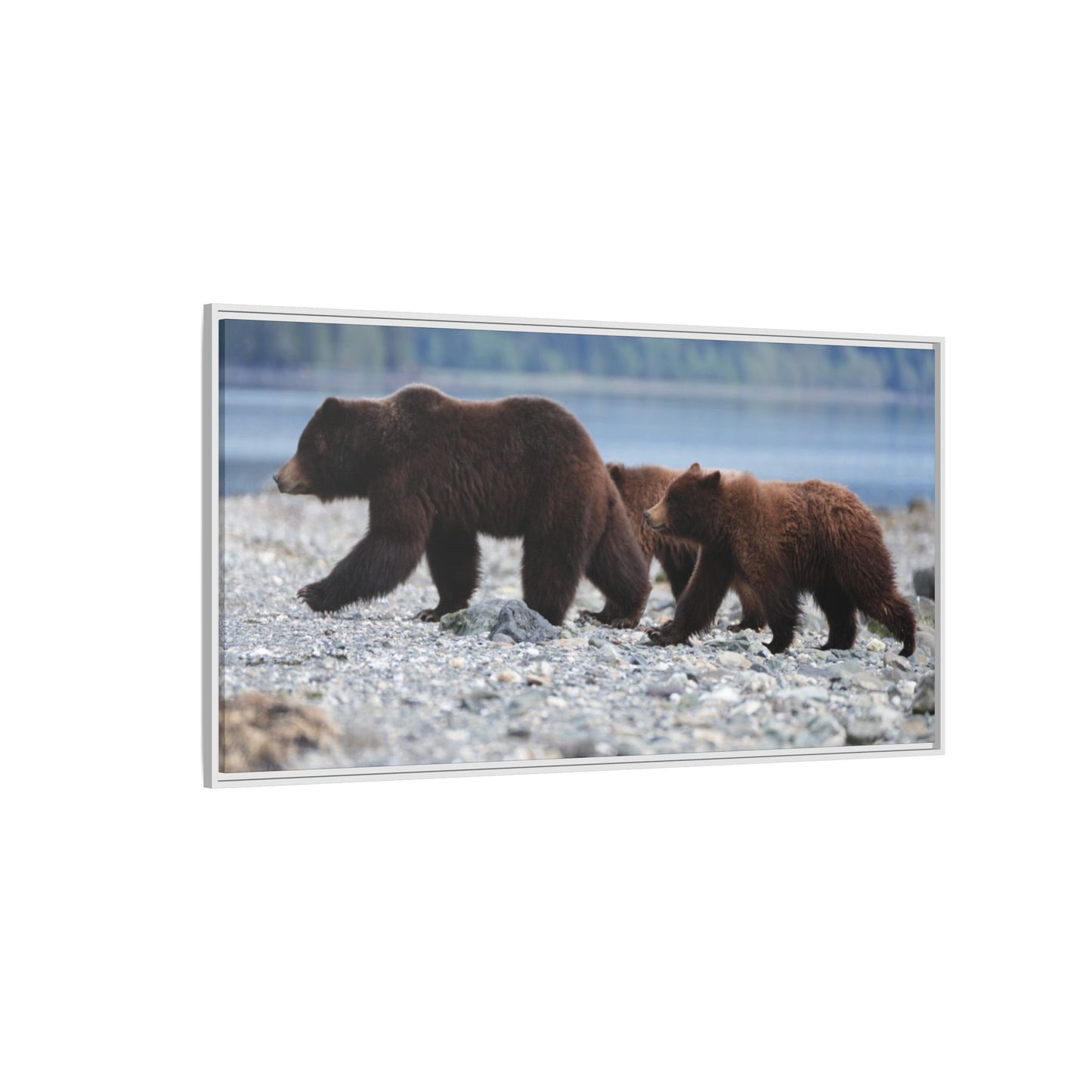 Mother Grizzly Bear & Cubs
