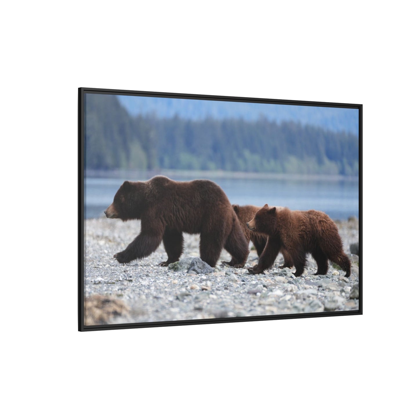 Mother Grizzly Bear & Cubs