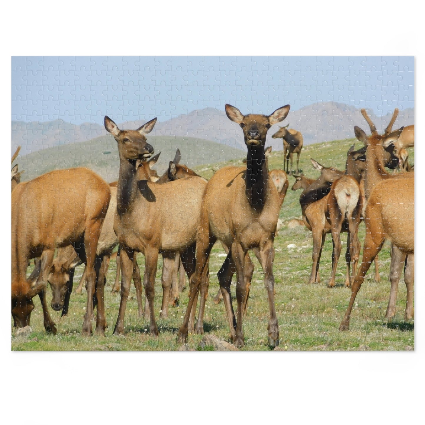 Elk-straordinary Challenge, Jigsaw Puzzle, Rocky Mountain Elk Herd