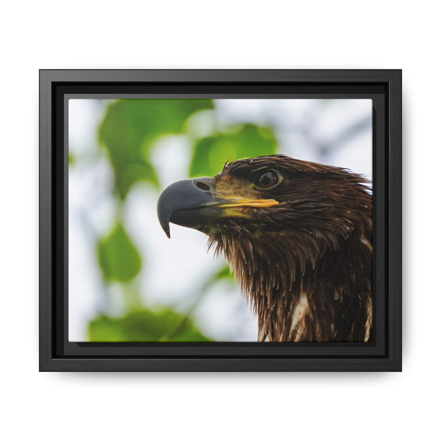 Alaskan Juvenile Eagle