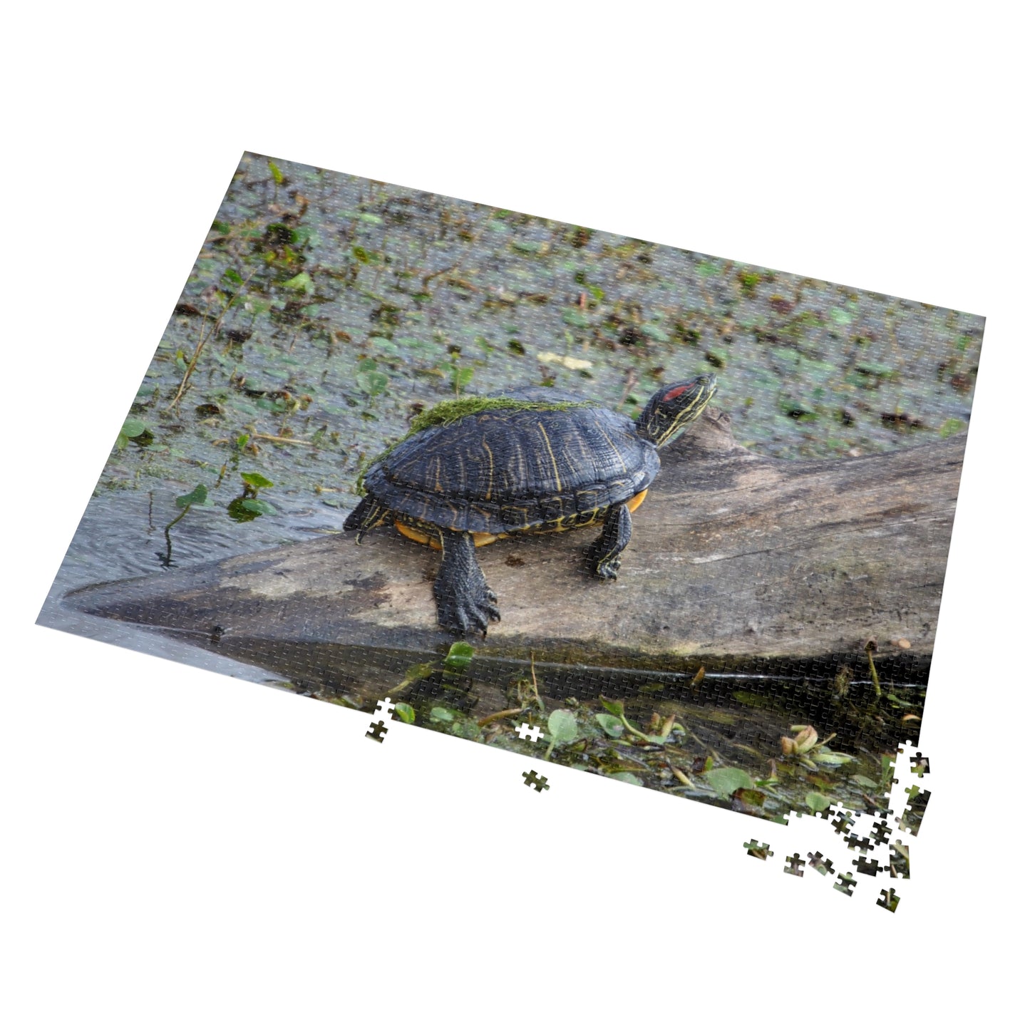 Shell-ebrate Sunbathing!, Jigsaw Puzzle with Tin