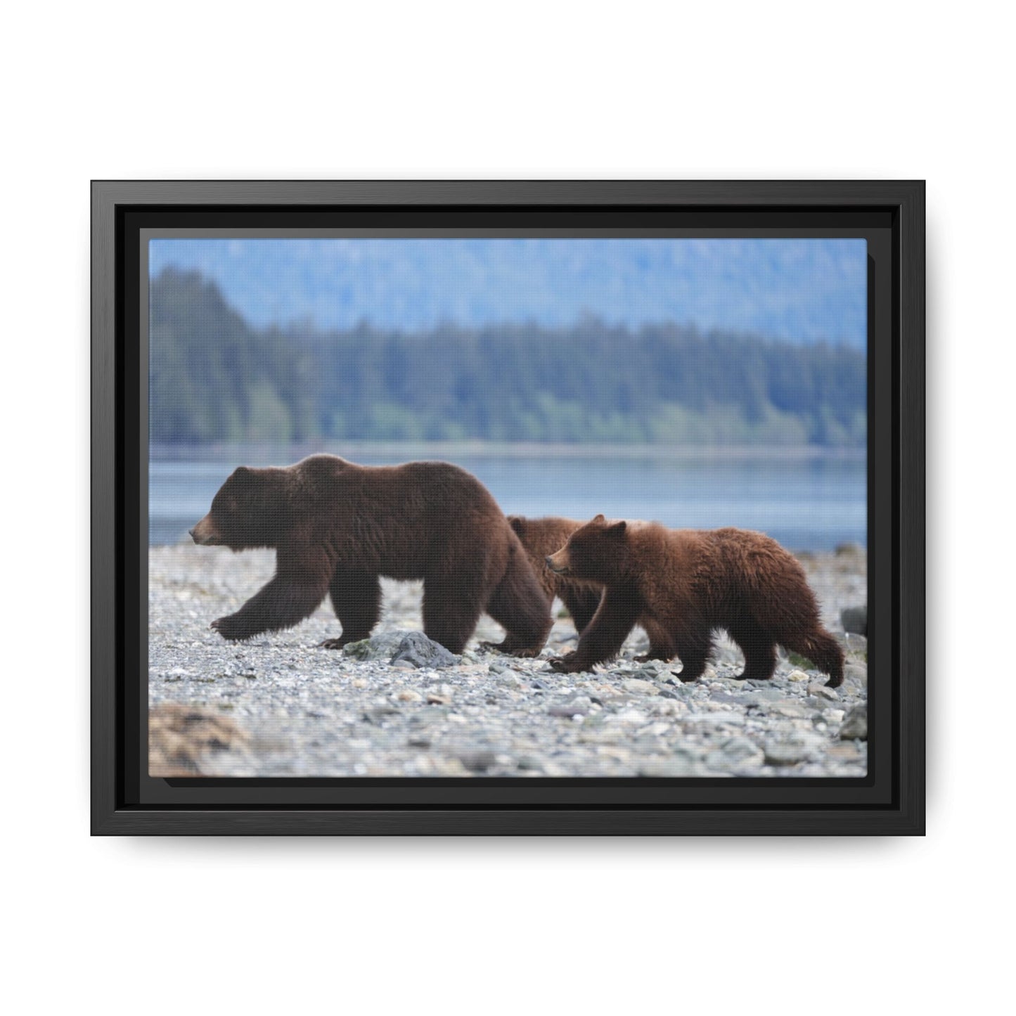 Mother Grizzly Bear & Cubs
