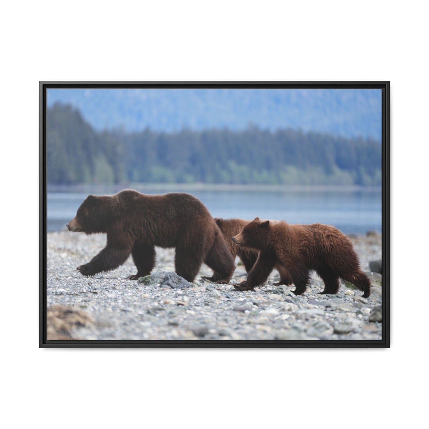 Mother Grizzly Bear & Cubs