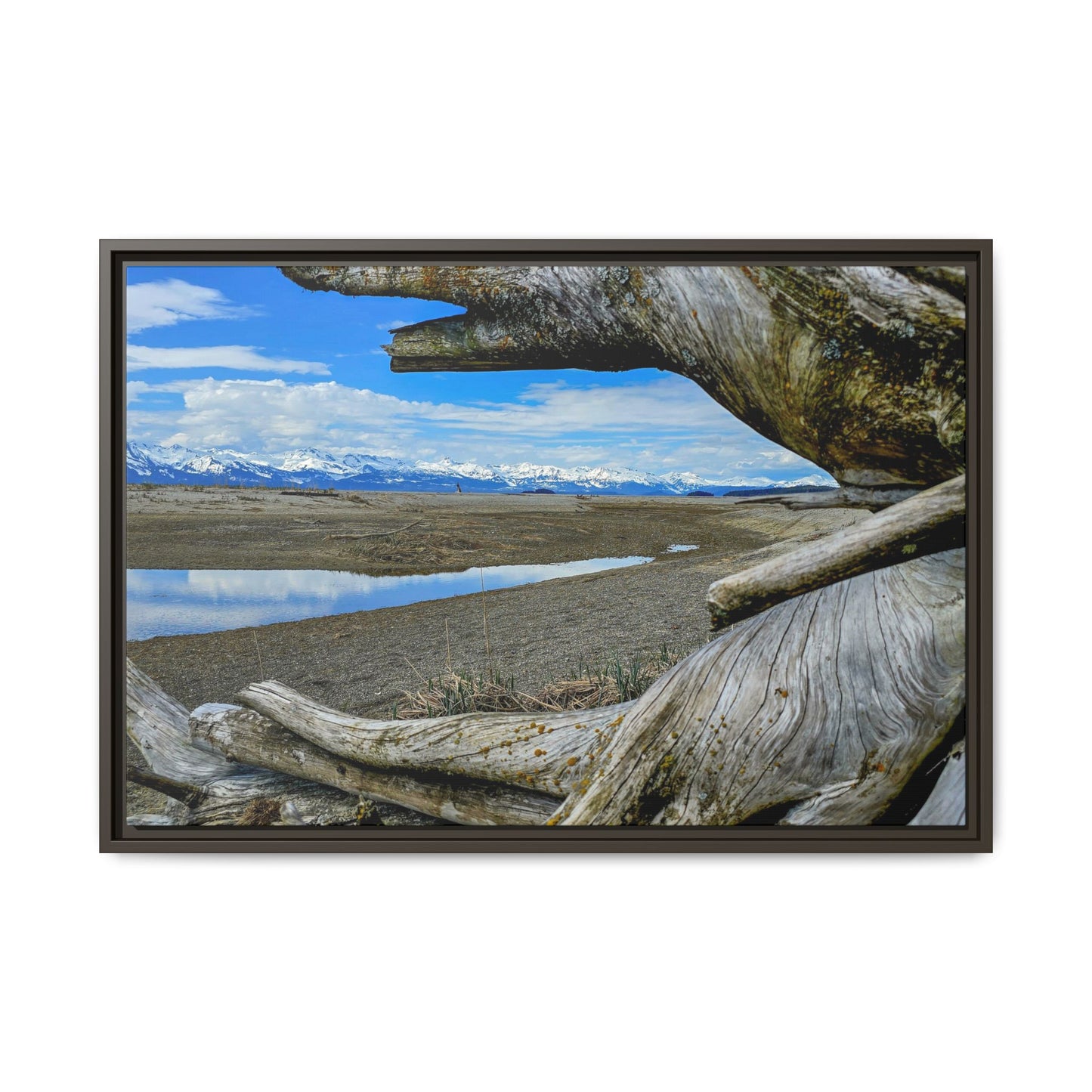 Driftwood on Eagle Beach