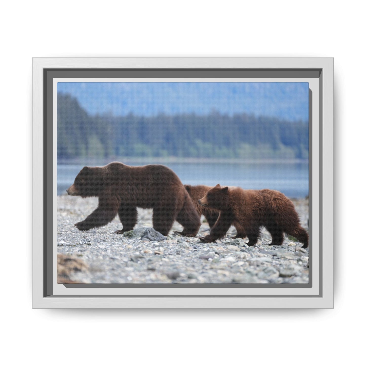 Mother Grizzly Bear & Cubs