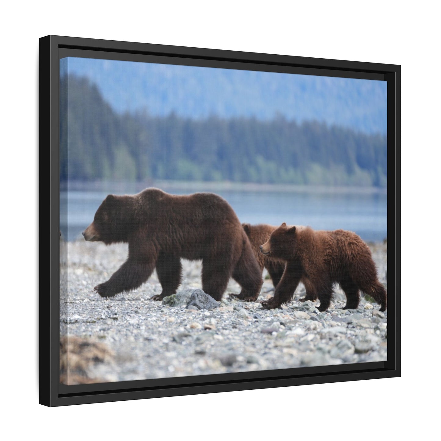 Mother Grizzly Bear & Cubs