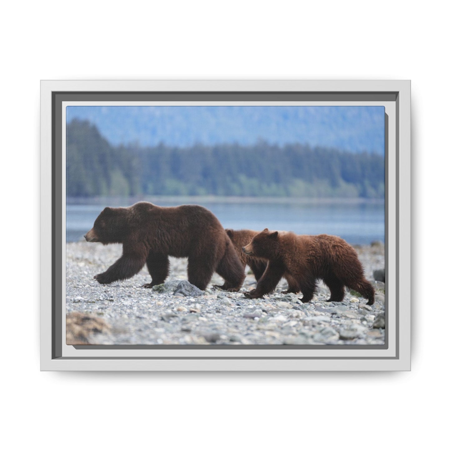 Mother Grizzly Bear & Cubs