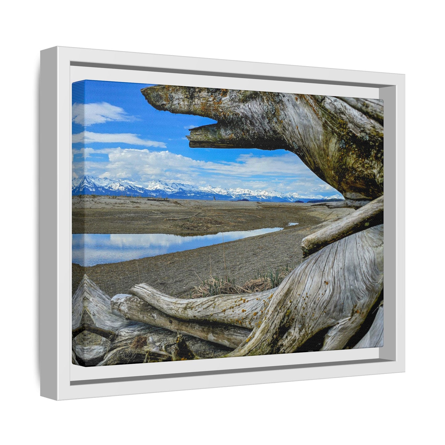 Driftwood on Eagle Beach