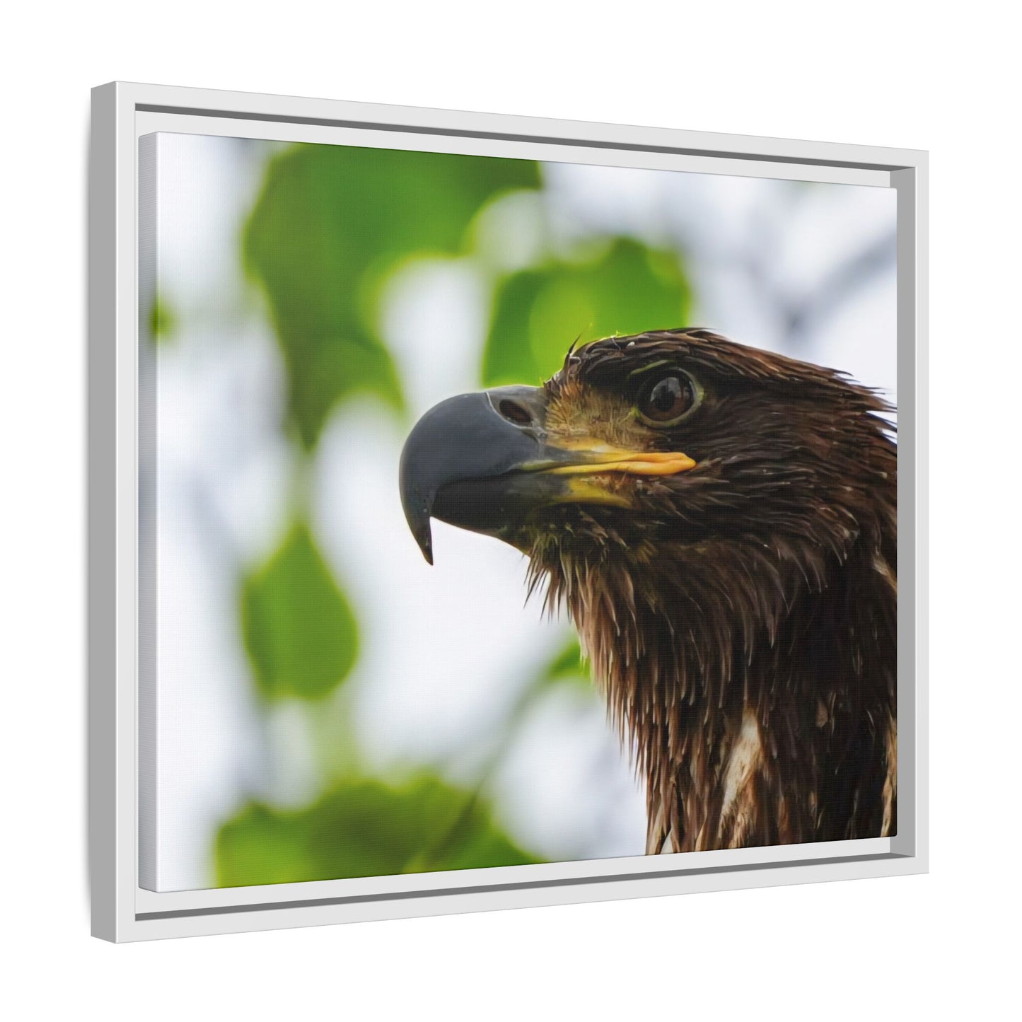 Alaskan Juvenile Eagle