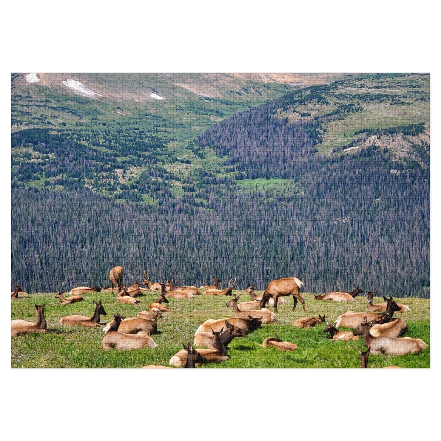 Elk-tastic Puzzling: A Wild Adventure!, Jigsaw Puzzle, Rocky Mountain, Elk Herd