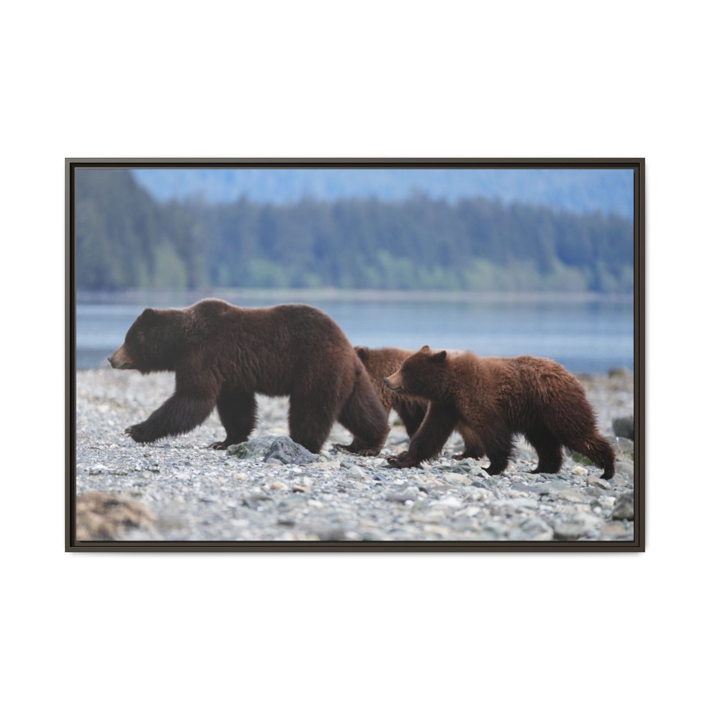 Mother Grizzly Bear & Cubs