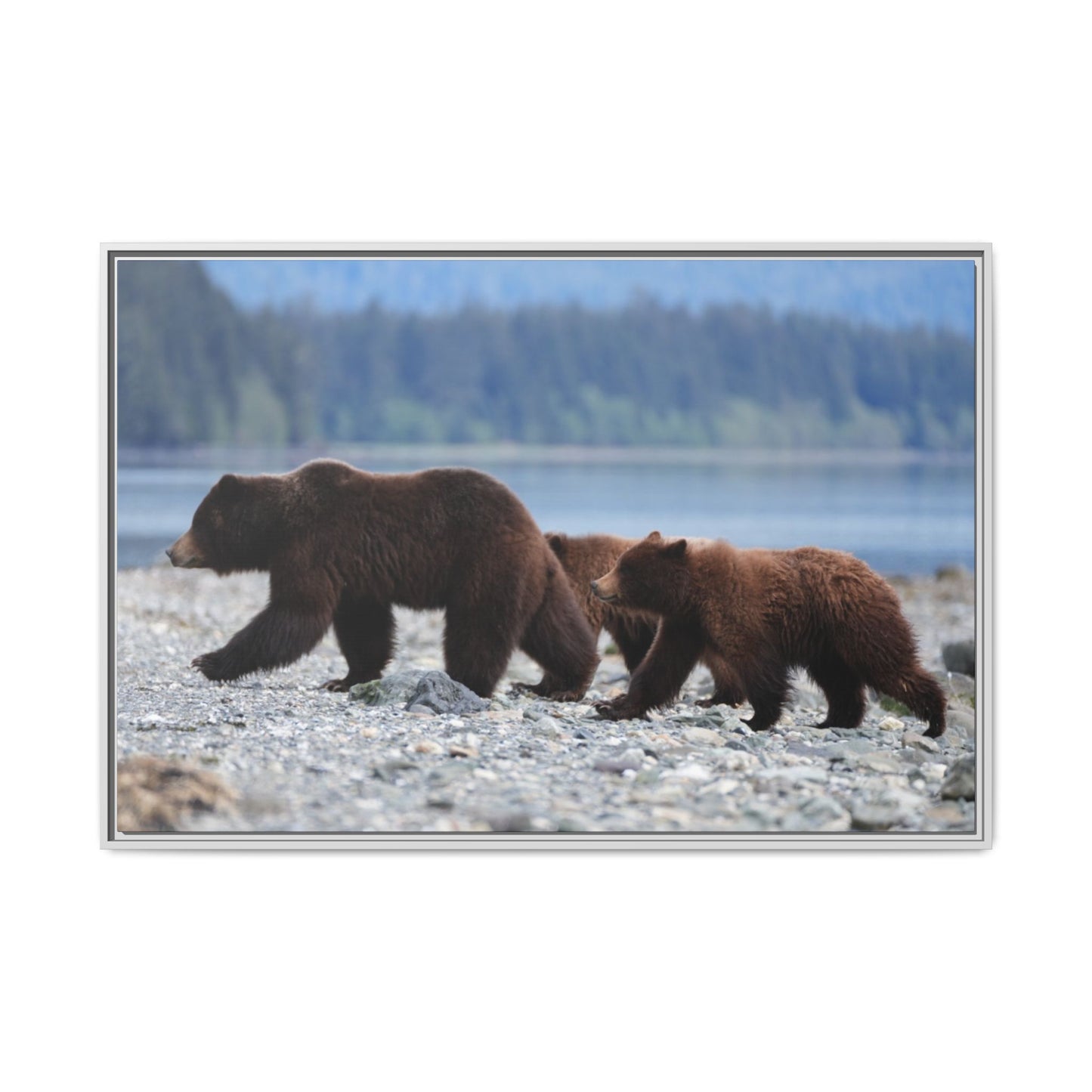 Mother Grizzly Bear & Cubs