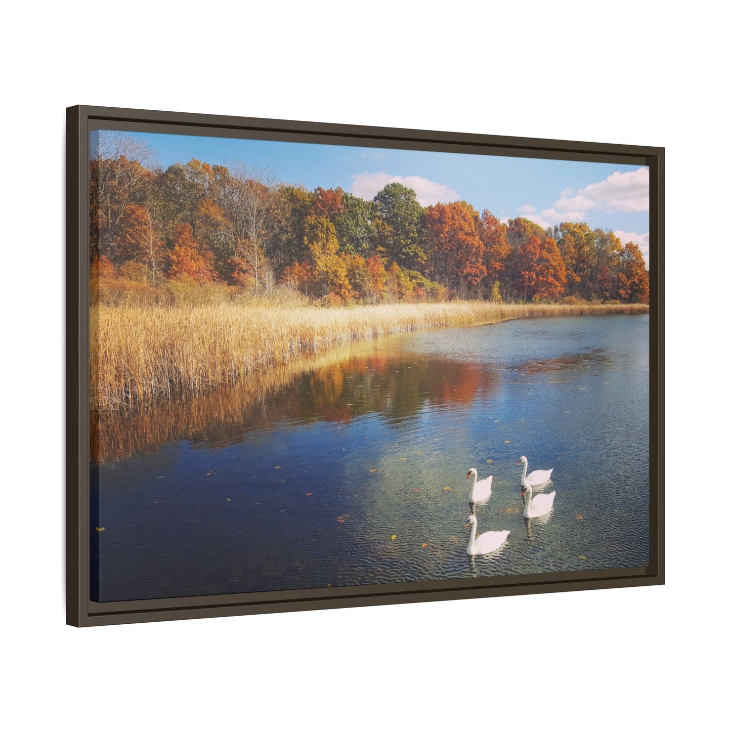 Four Swans at Crosswinds
