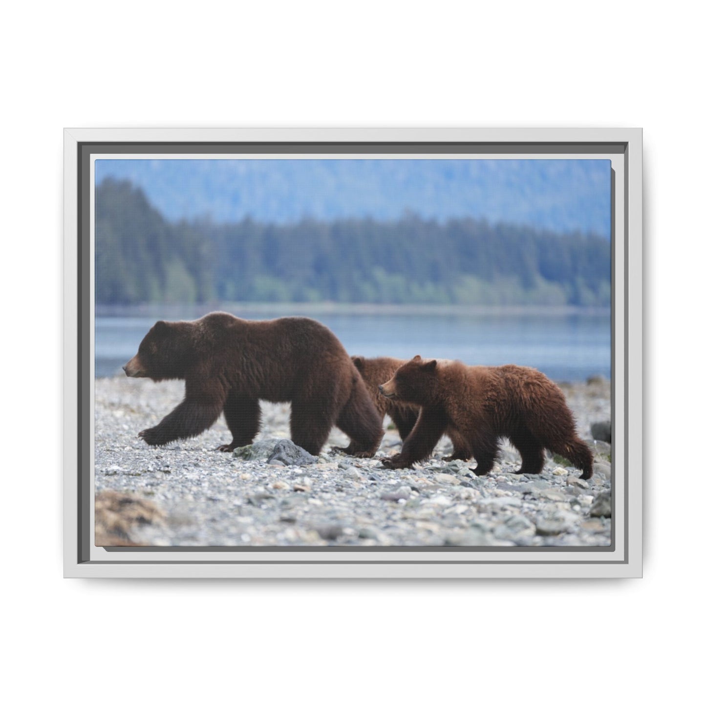 Mother Grizzly Bear & Cubs