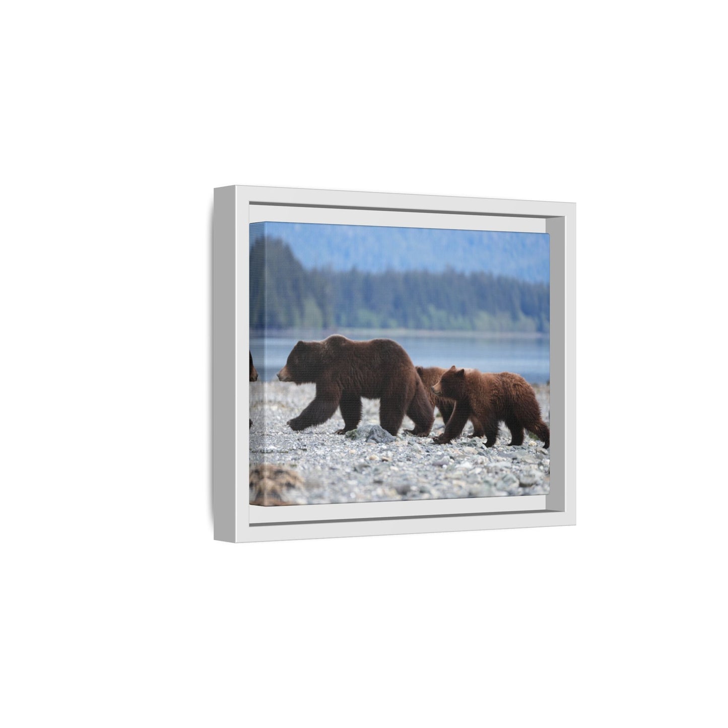 Mother Grizzly Bear & Cubs