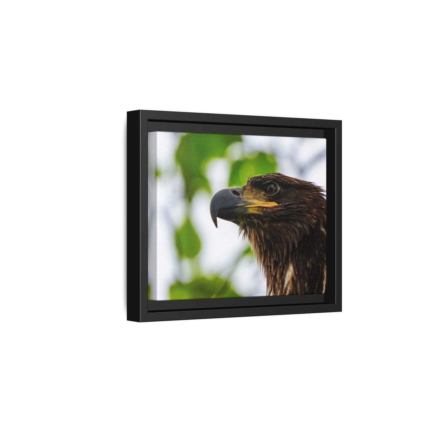 Alaskan Juvenile Eagle