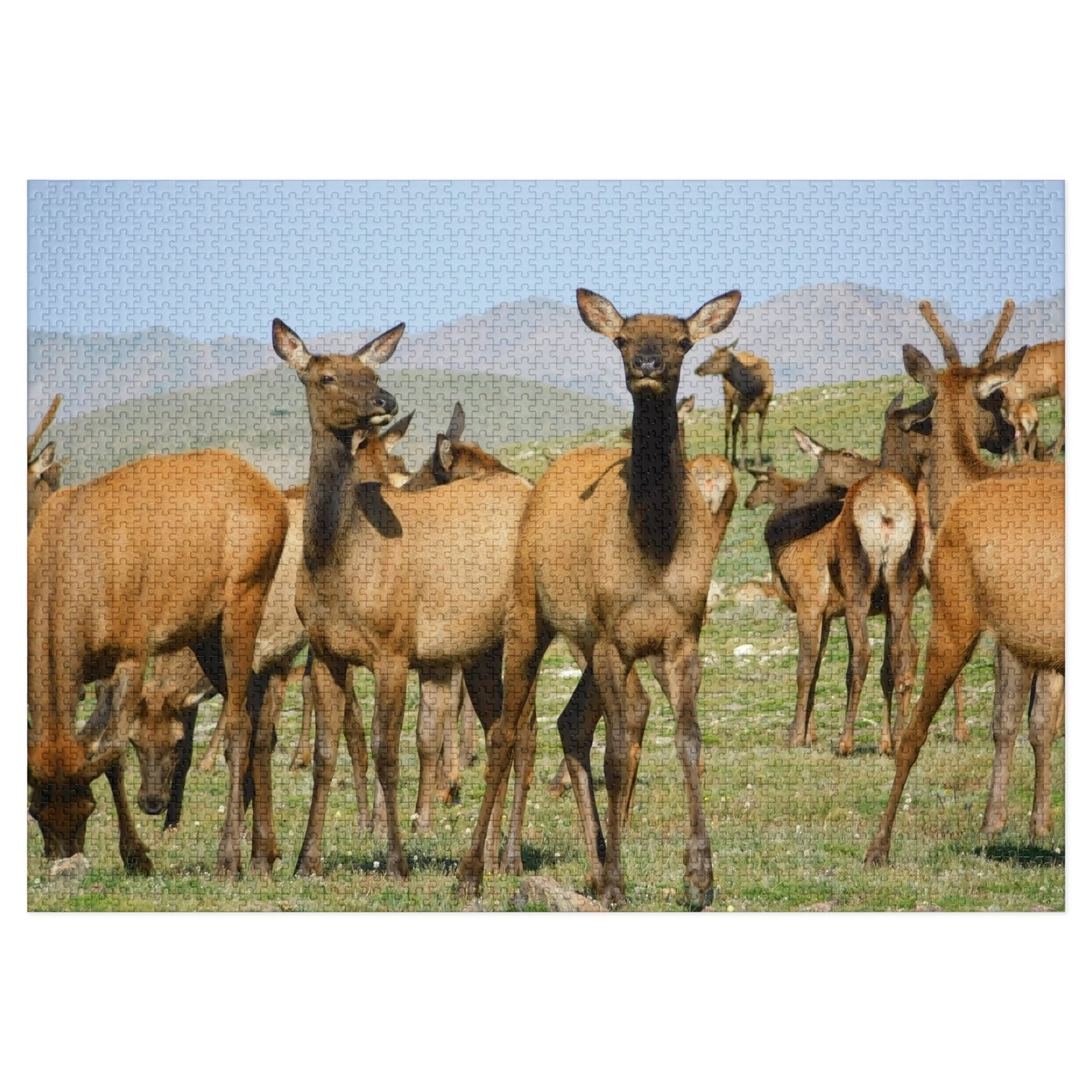 Elk-straordinary Challenge, Jigsaw Puzzle, Rocky Mountain Elk Herd