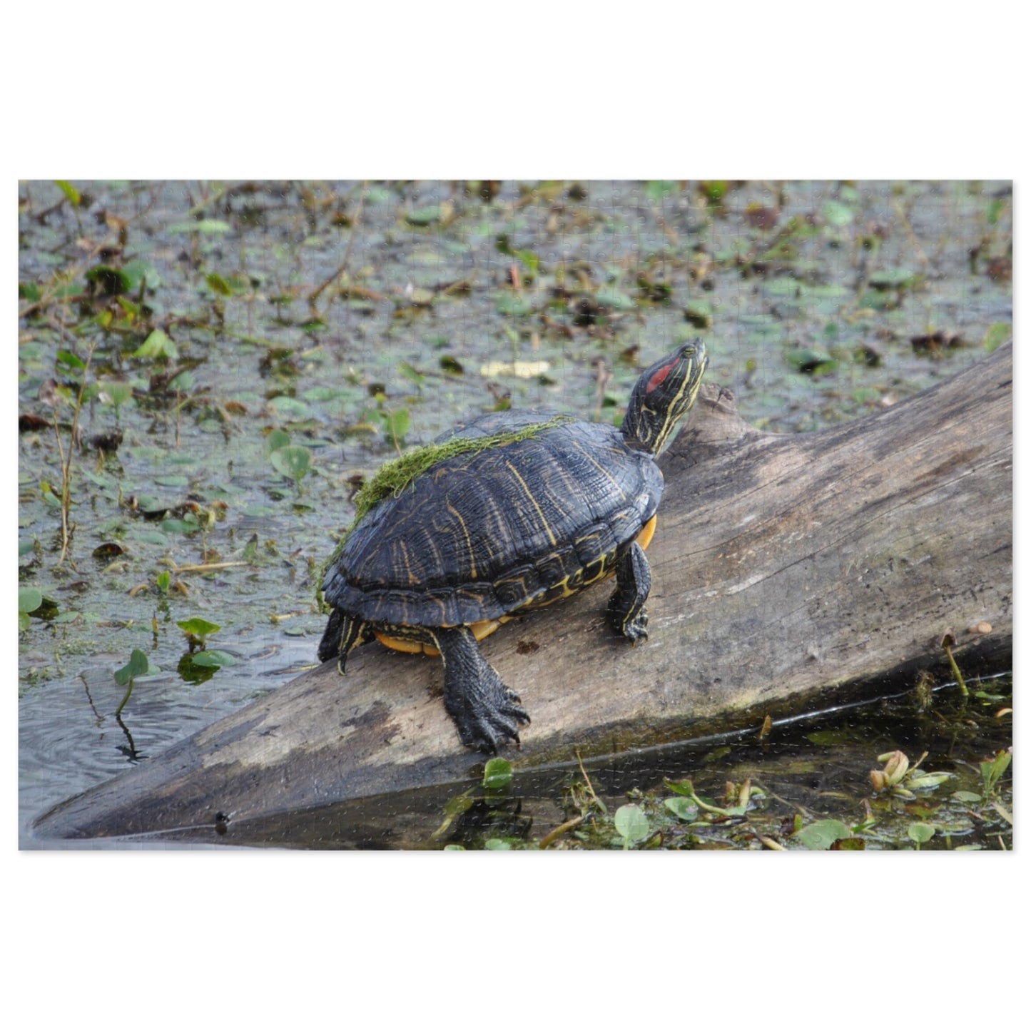 Shell-ebrate Sunbathing!, Jigsaw Puzzle with Tin