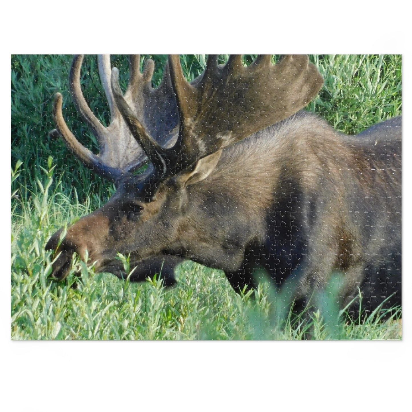 Moose on the Loose: Puzzle Edition, Jigsaw Puzzle, Rocky Mountain