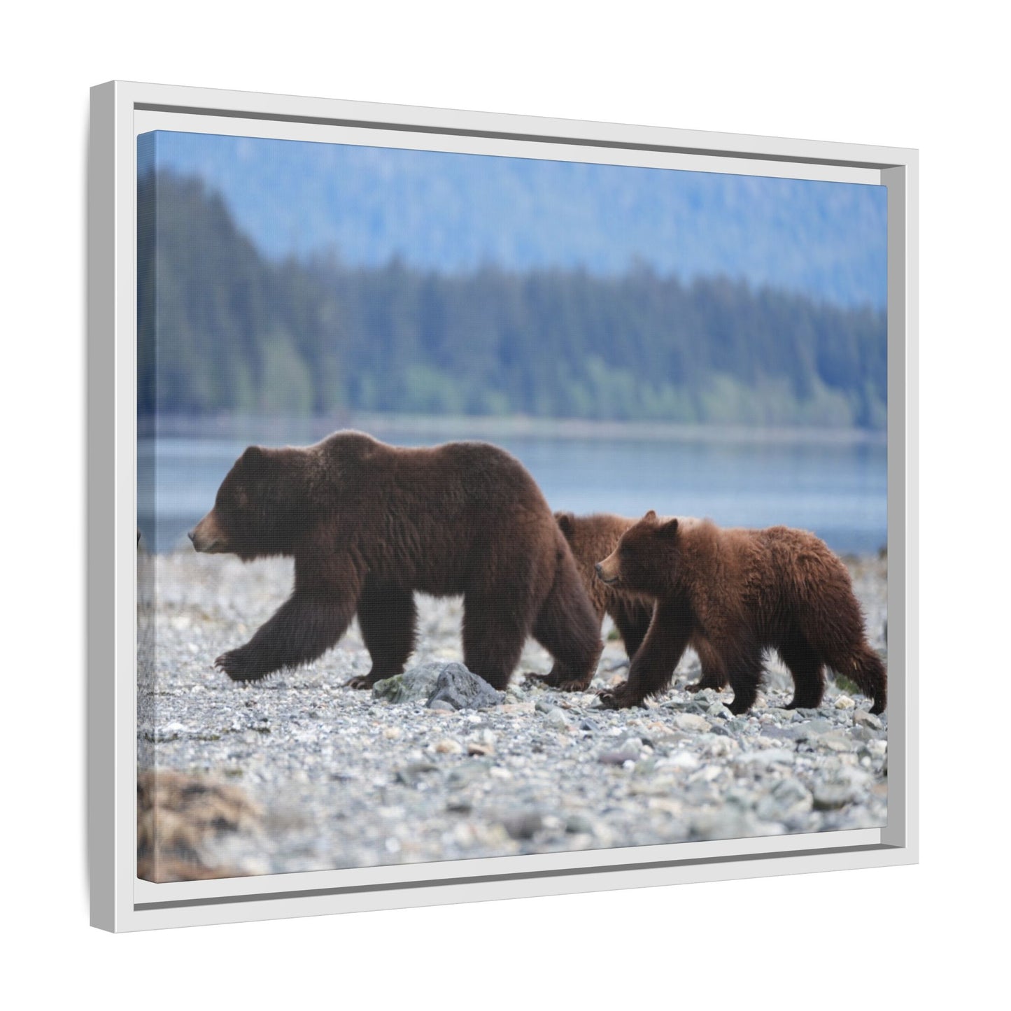 Mother Grizzly Bear & Cubs