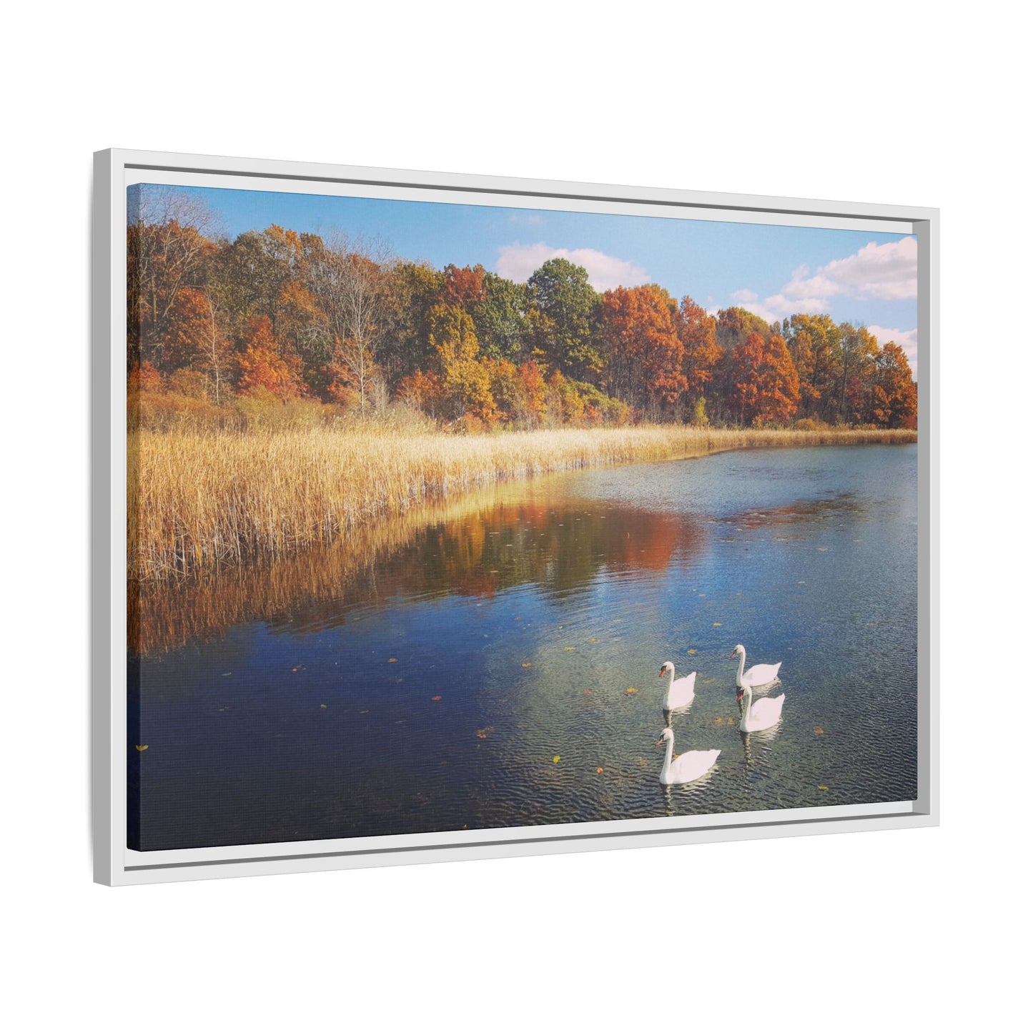 Four Swans at Crosswinds