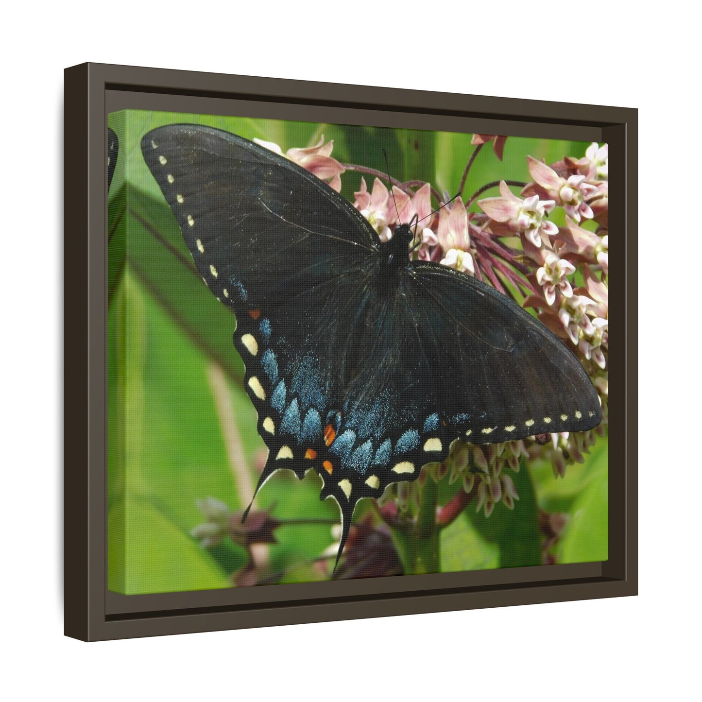Blue Wings & Bloom Things