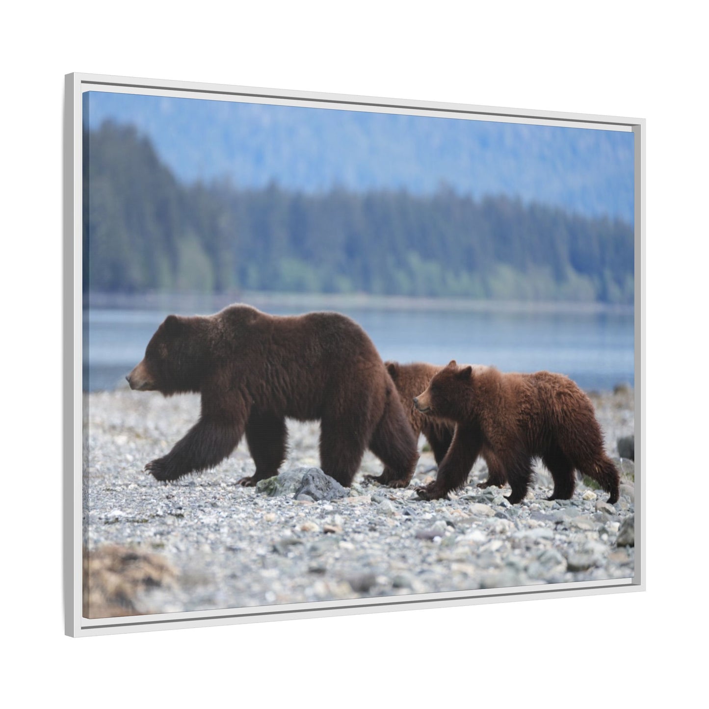 Mother Grizzly Bear & Cubs