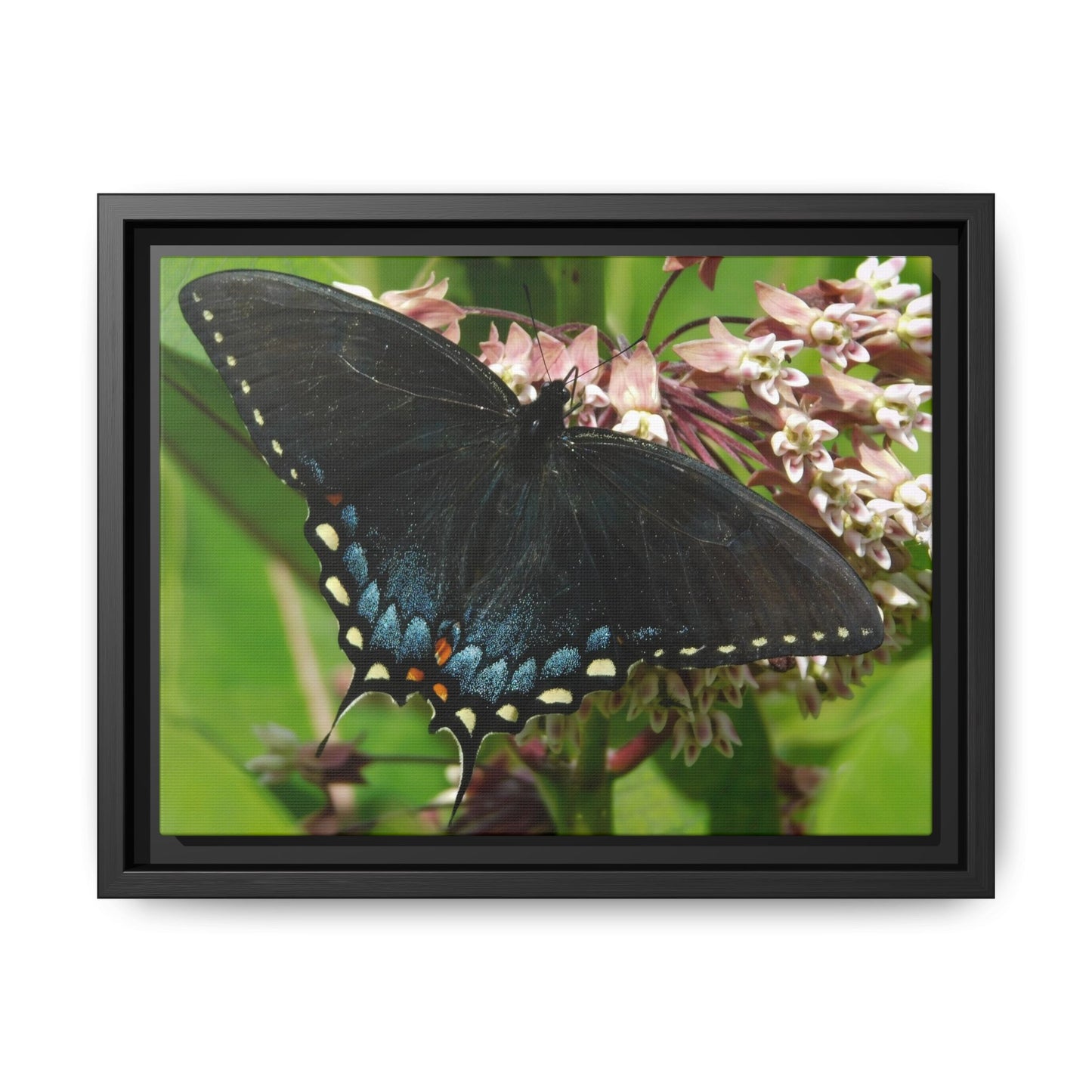 Blue Wings & Bloom Things