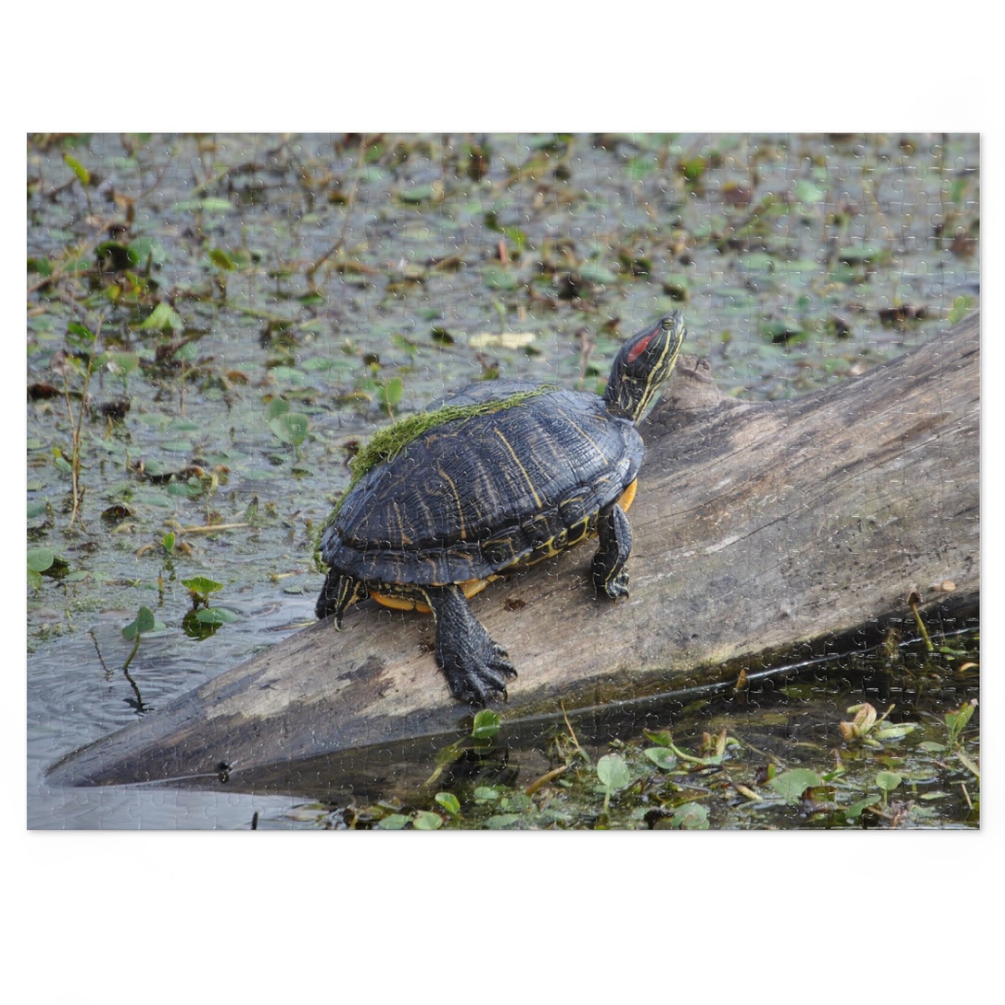 Shell-ebrate Sunbathing!, Jigsaw Puzzle with Tin