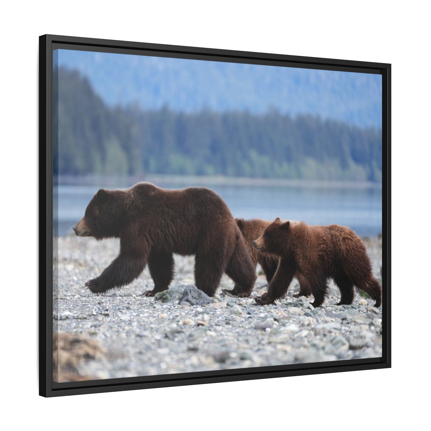 Mother Grizzly Bear & Cubs