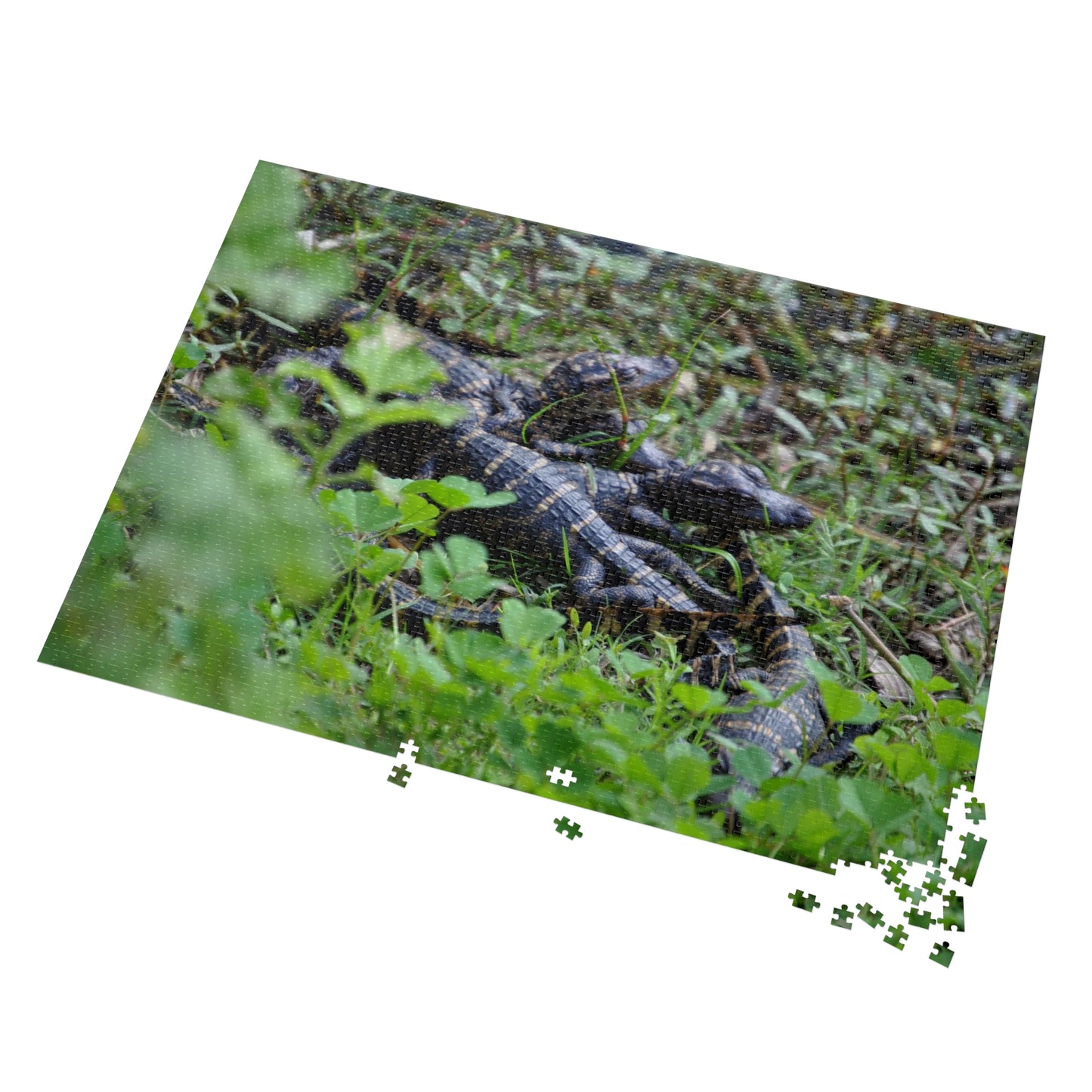 Get Snappy with Our Baby Alligator Puzzle!, Jigsaw Puzzle with Tin