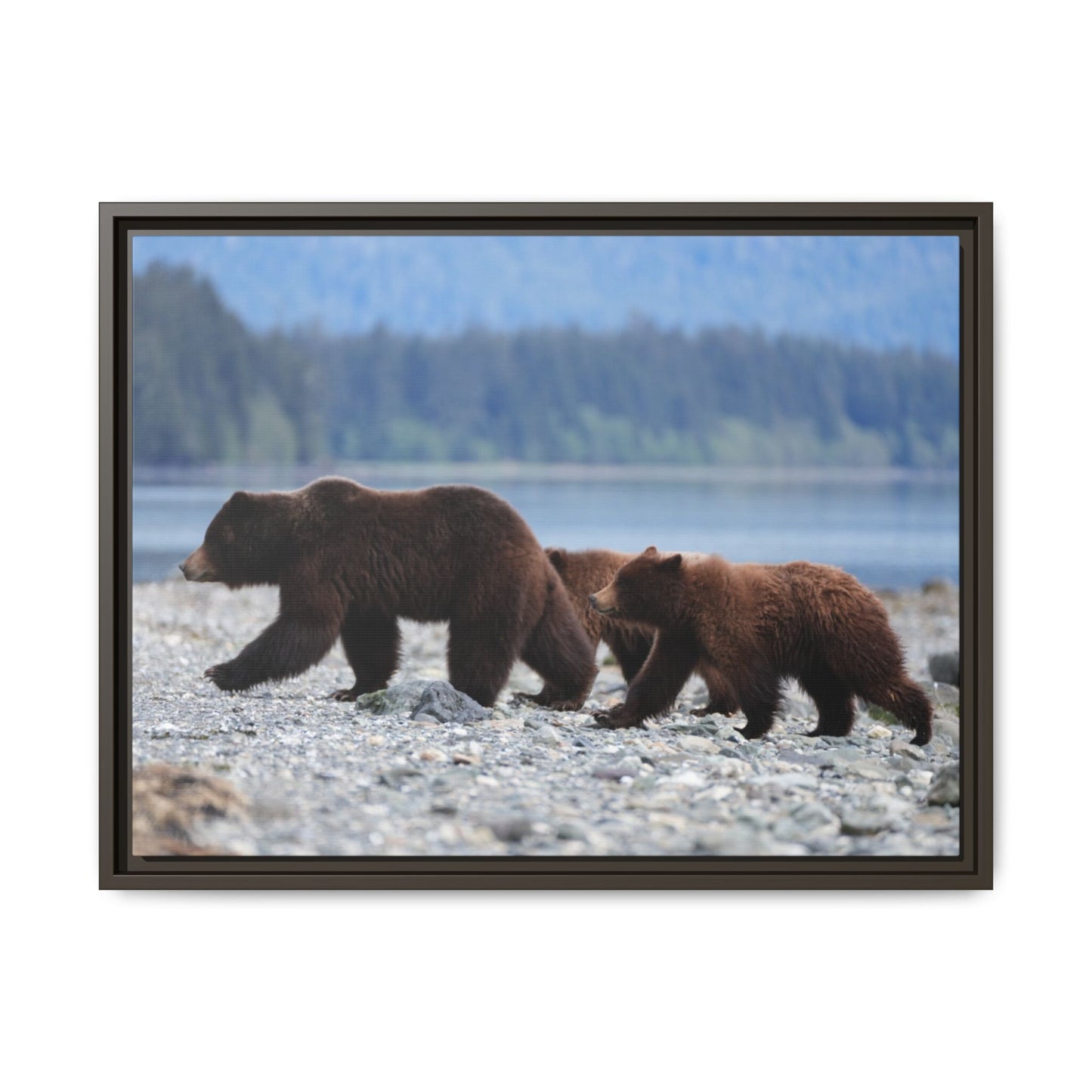 Mother Grizzly Bear & Cubs