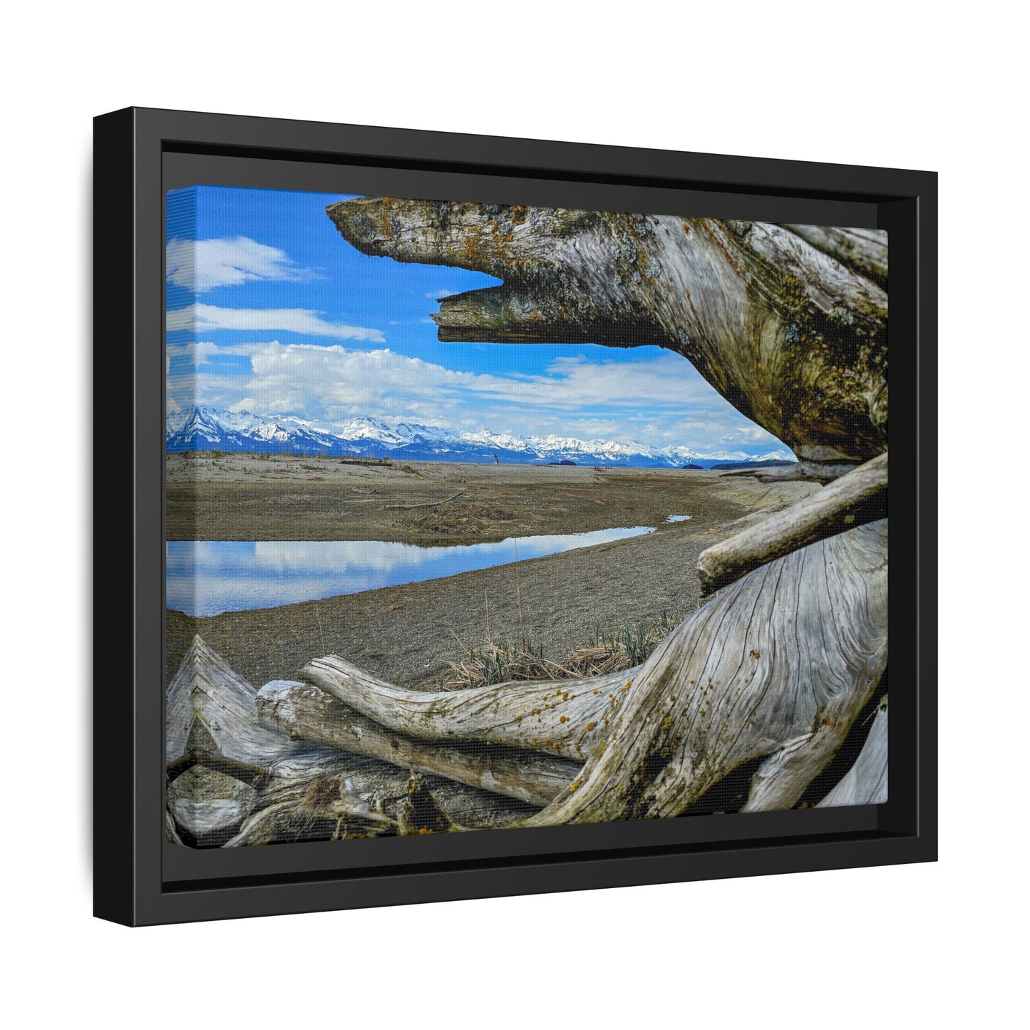 Driftwood on Eagle Beach