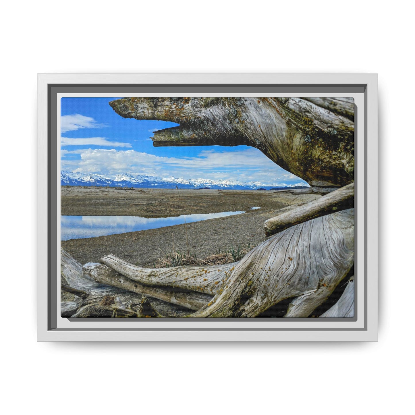Driftwood on Eagle Beach