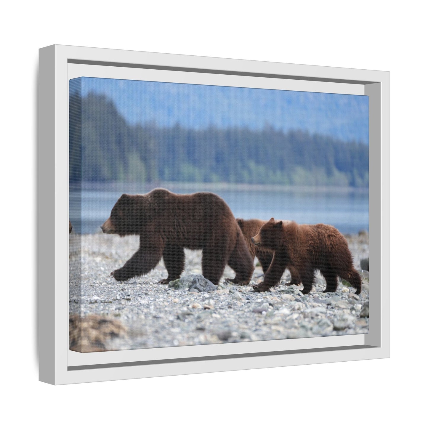 Mother Grizzly Bear & Cubs