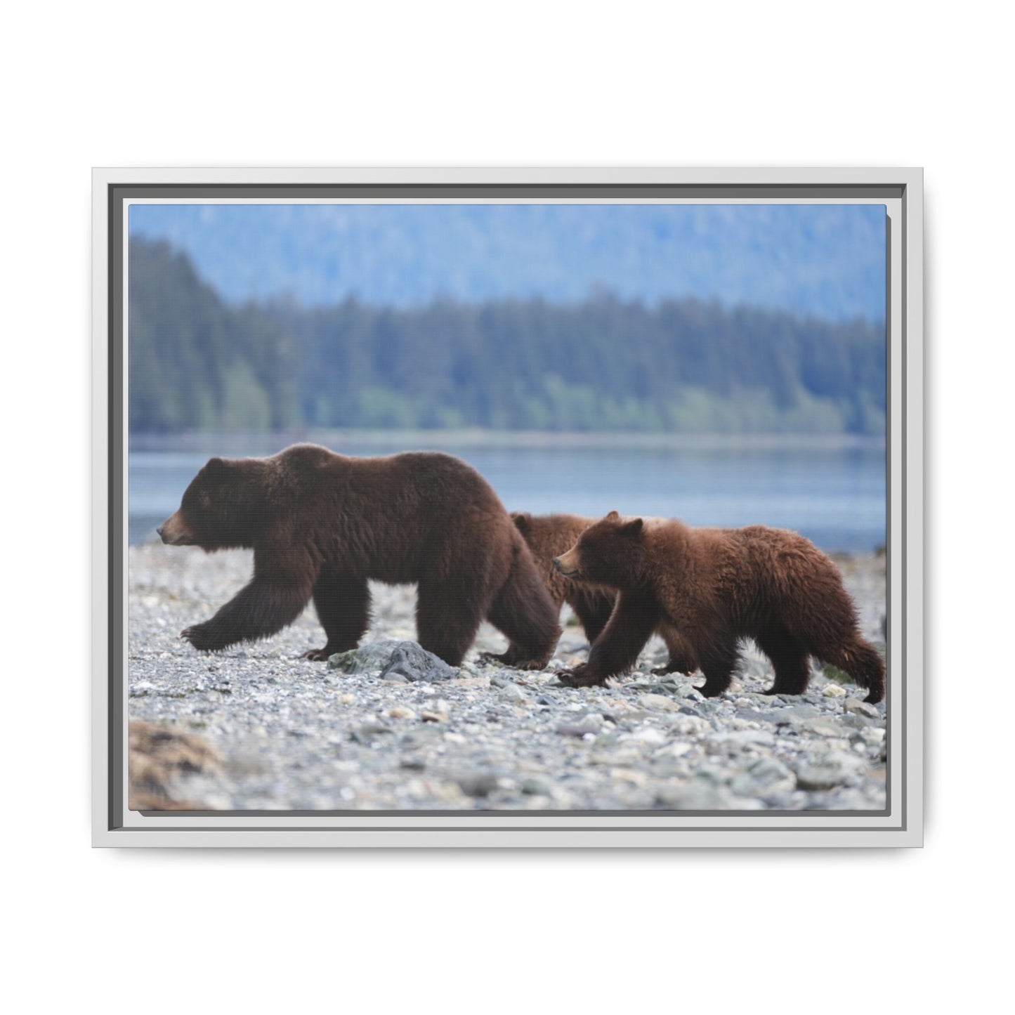 Mother Grizzly Bear & Cubs