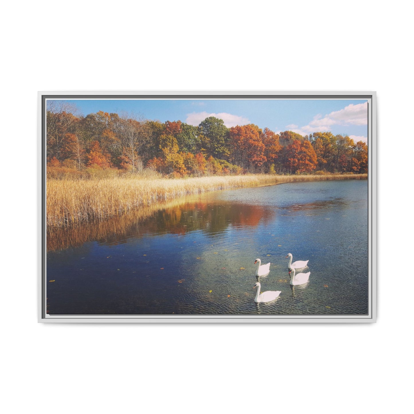 Four Swans at Crosswinds